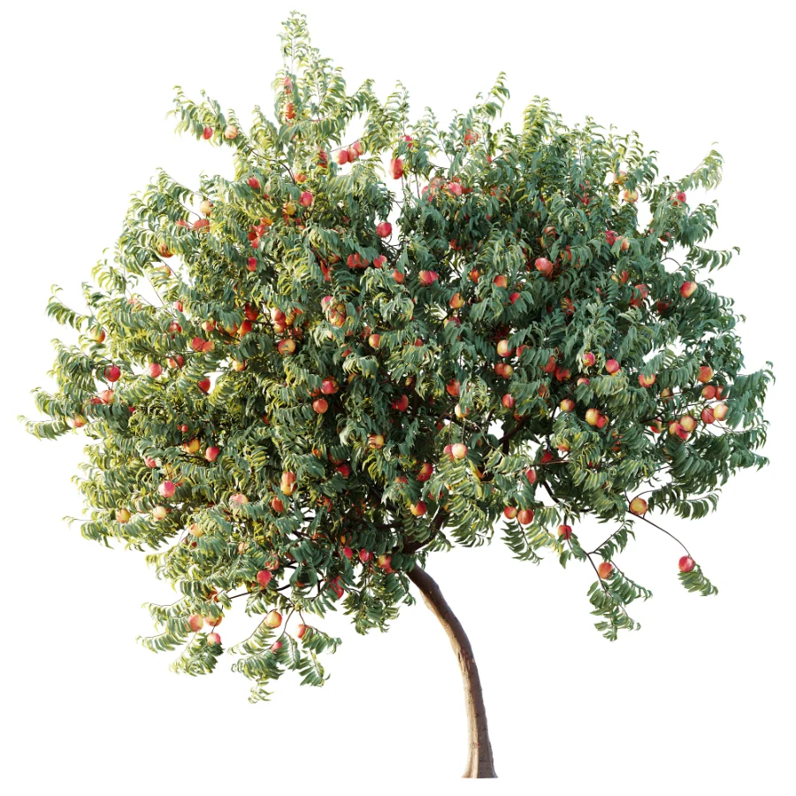 AV Plant Amygdalus Persica Peach Fruit Tree 01 - Image 4