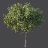 AV Plant Citrus Sinensis Orange Arancio Fruit Tree 01 - Thumbnail 8