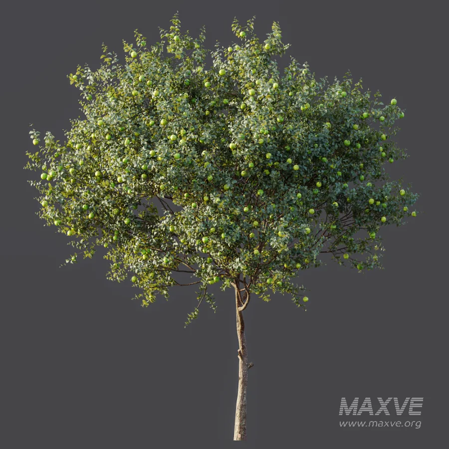 AV Plant Citrus Sinensis Orange Arancio Fruit Tree 01 - Image 8