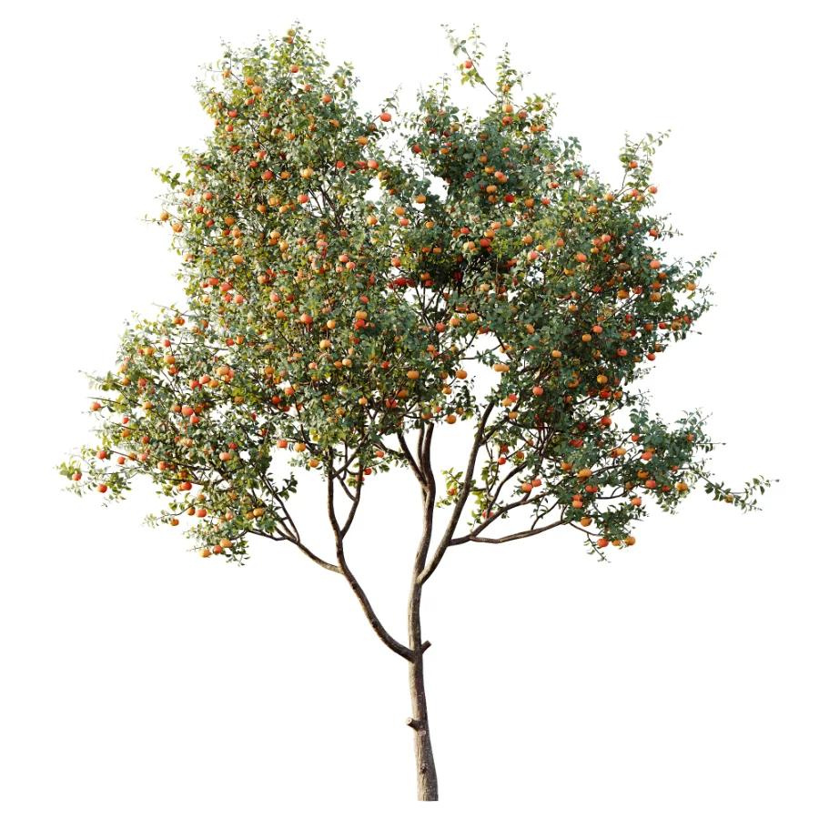 AV Plant Citrus Dancy Mandarin Tangerine Fruit Tree 01 - Image 2