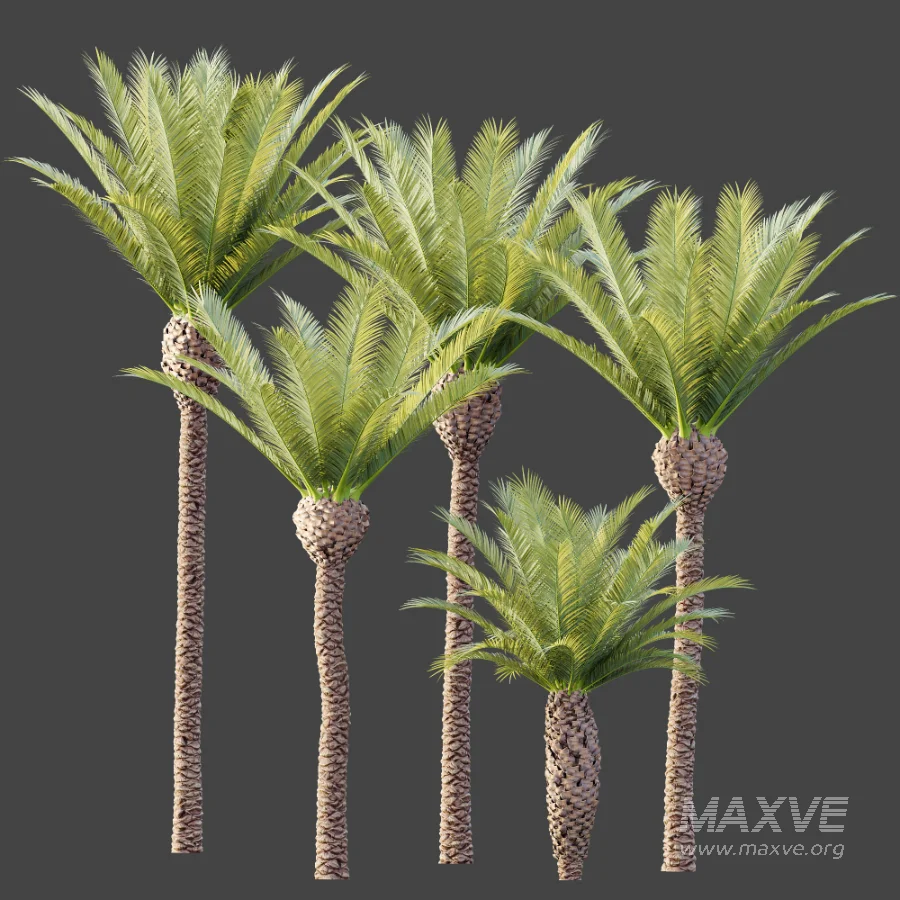 AV Plant Phoenix Canariensis Palm Tree 01 - Image 8