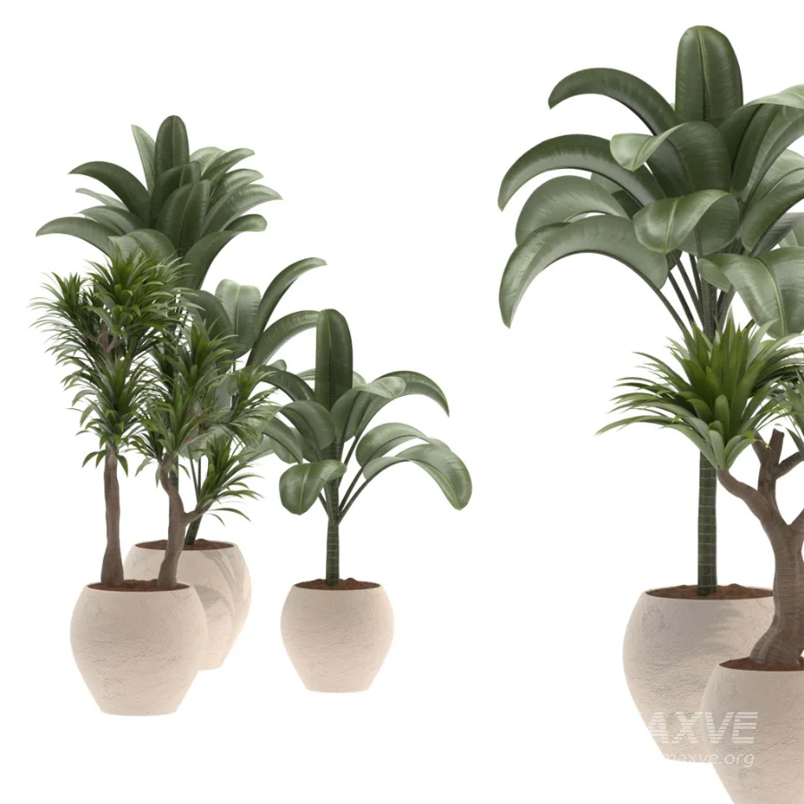indoor-plant-026 - Image 3
