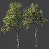 AV Plant Crataegus Pinnatifida Hawthorn Fruit Tree 01 - Thumbnail 7