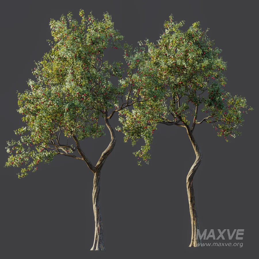 AV Plant Crataegus Pinnatifida Hawthorn Fruit Tree 01 - Image 7