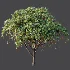 AV Plant Mangifera Indica Mango Fruit Tree 01 - Thumbnail 6