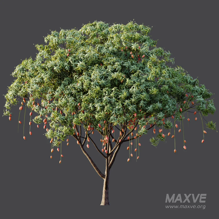 AV Plant Mangifera Indica Mango Fruit Tree 01 - Image 6