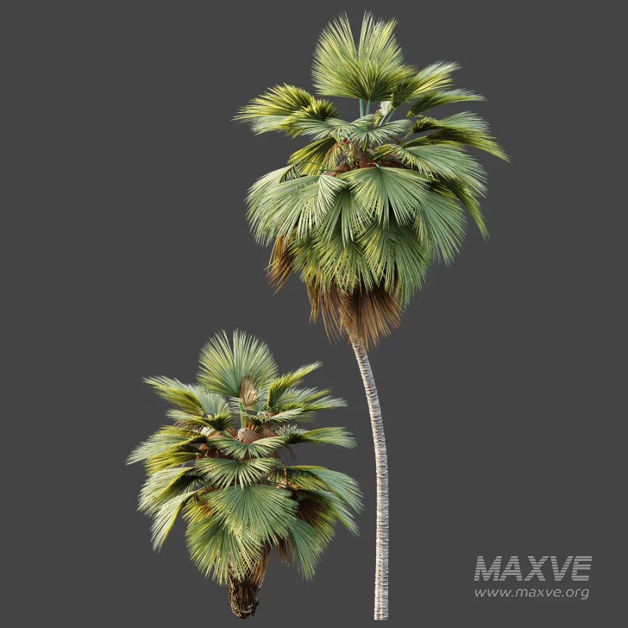 AV Plant Pritchardia Pacifica Palm Tree 03 - Image 5
