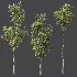 AV Plant Ficus Carica Feige Fig Fruit Tree 01 - Thumbnail 4