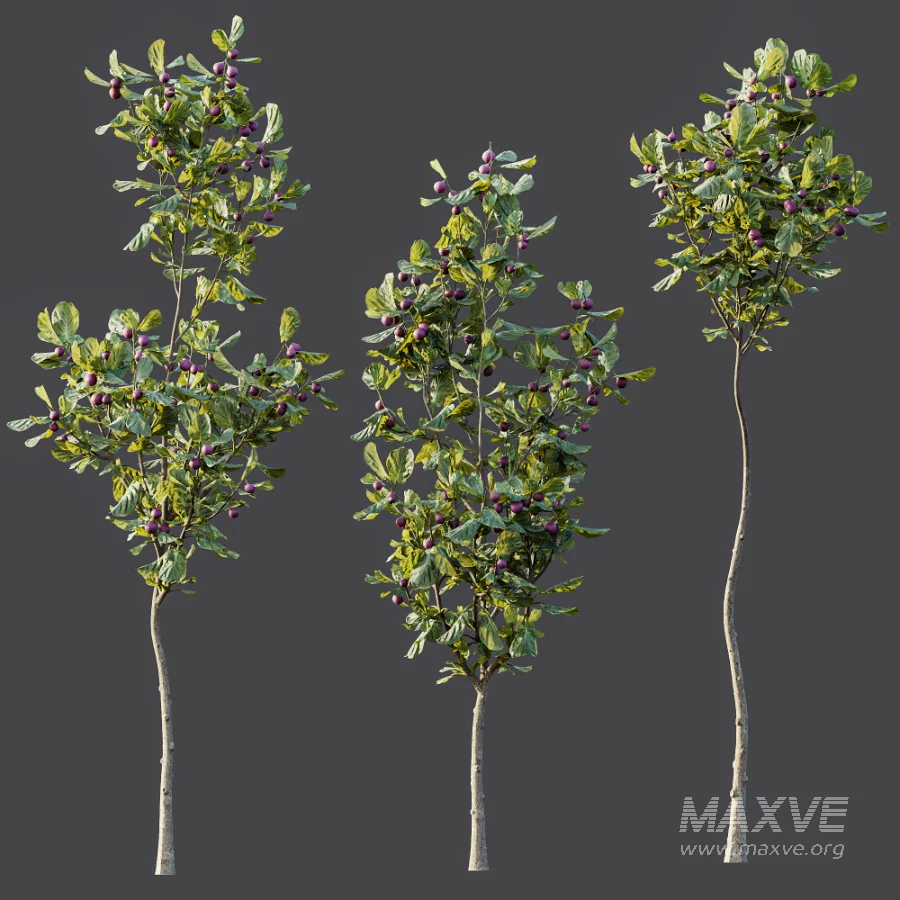 AV Plant Ficus Carica Feige Fig Fruit Tree 01 - Image 4