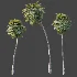 AV Plant Borassus Flabellifer Palm Tree 01 - Thumbnail 7