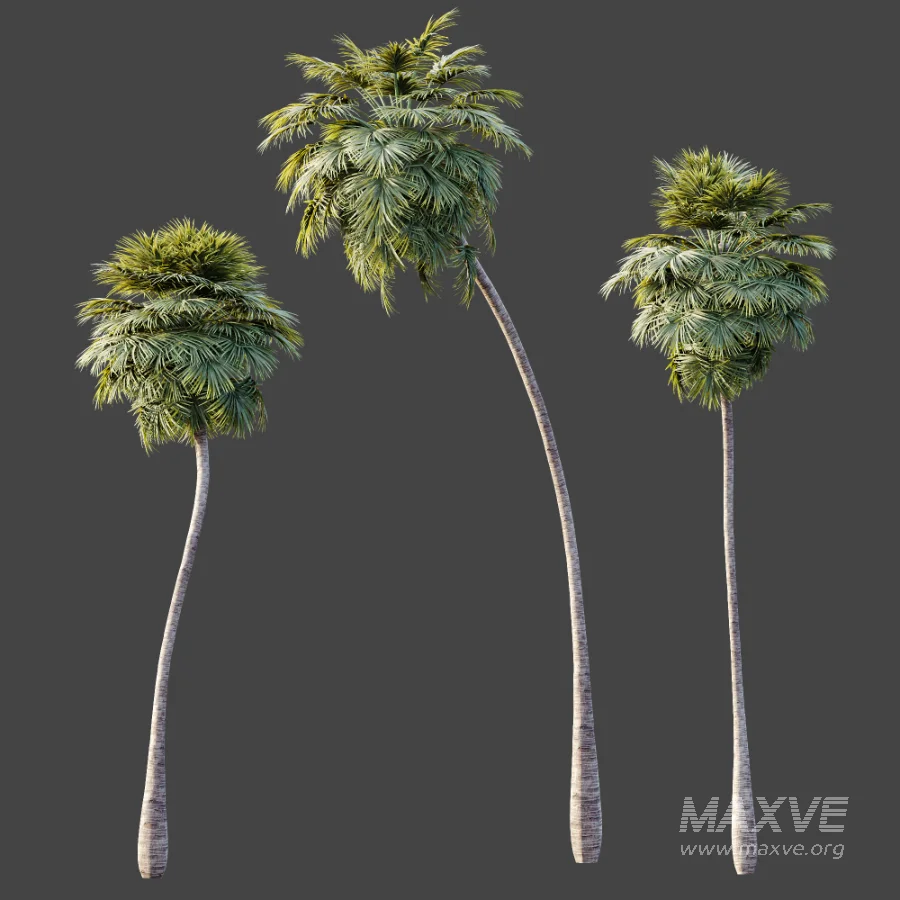 AV Plant Borassus Flabellifer Palm Tree 01 - Image 7