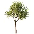 AV Plant Pear Pyrus Communis Fruit Tree 01 - Thumbnail 1
