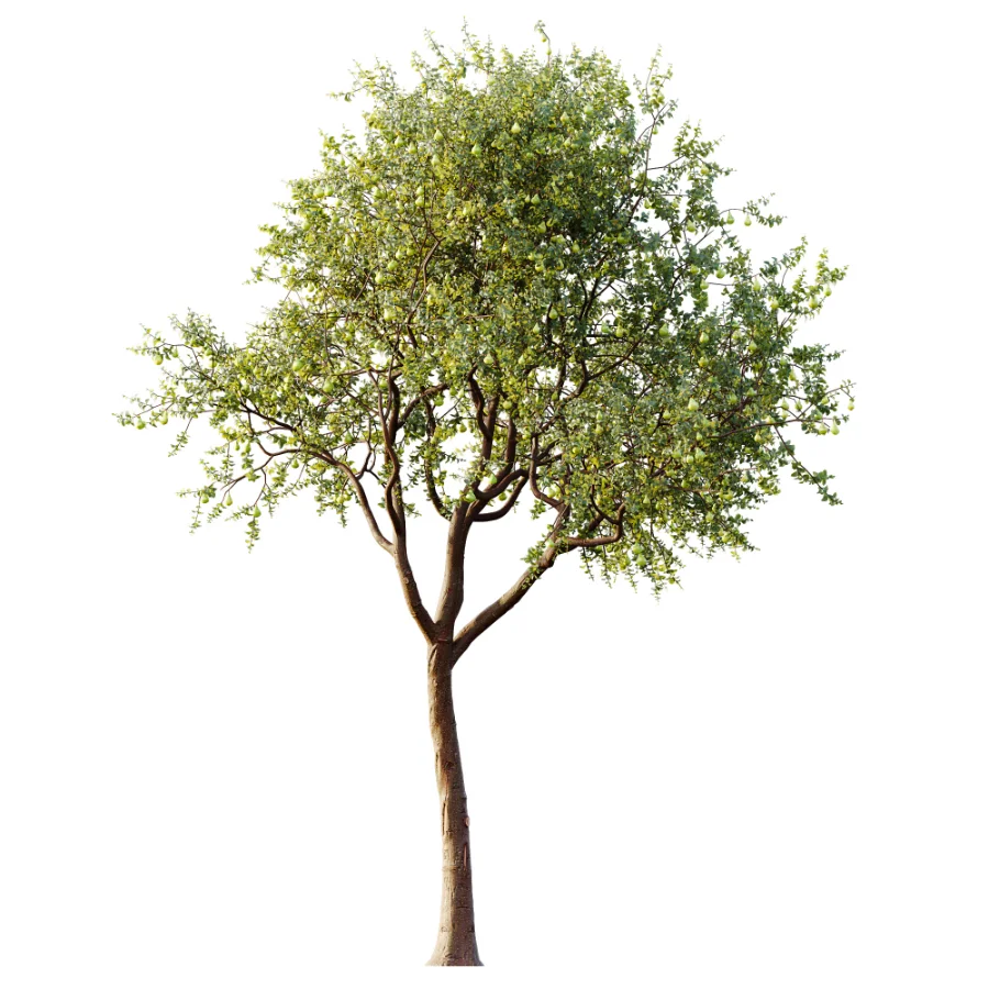 AV Plant Pear Pyrus Communis Fruit Tree 01 - Image 1