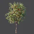 AV Plant Amygdalus Persica Peach Fruit Tree 01 - Thumbnail 6