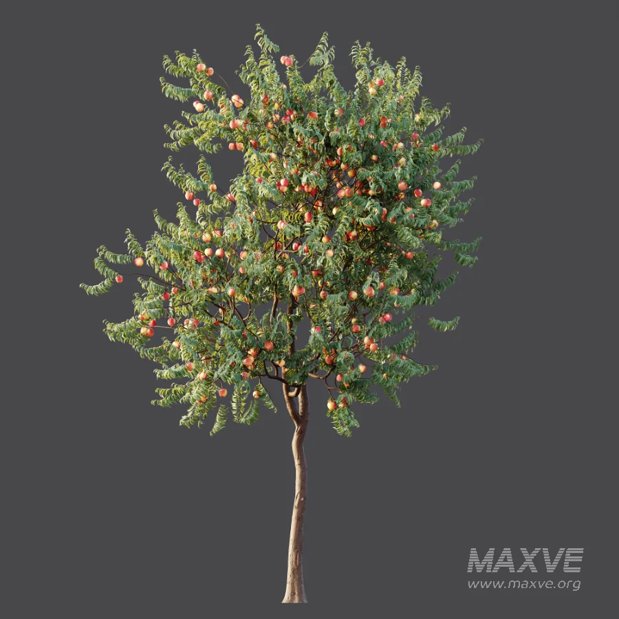 AV Plant Amygdalus Persica Peach Fruit Tree 01 - Image 6