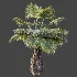AV Plant Borassus Flabellifer 6 Palm Tree 03 - Thumbnail 9