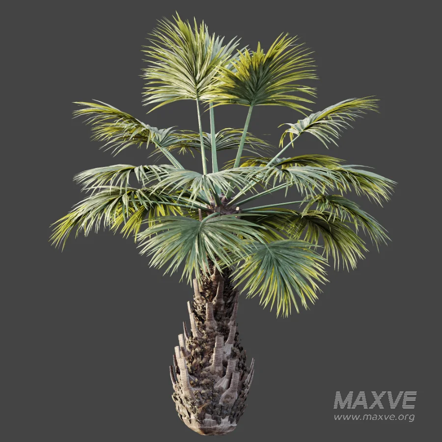 AV Plant Borassus Flabellifer 6 Palm Tree 03 - Image 9