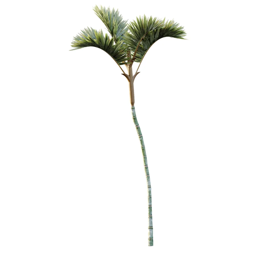 AV Plant Cyrtostachys Renda Palm Tree 03 - Image 3