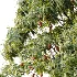 AV Plant Mangifera Indica Mango Fruit Tree 01 - Thumbnail 4