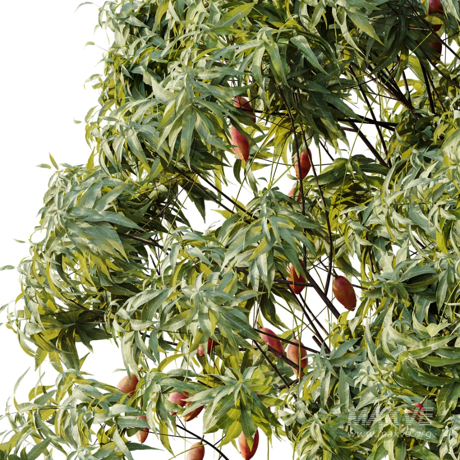 AV Plant Mangifera Indica Mango Fruit Tree 01 - Image 4