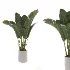 indoor-plant-007 - Thumbnail 2