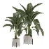 indoor-plant-017 - Thumbnail 1