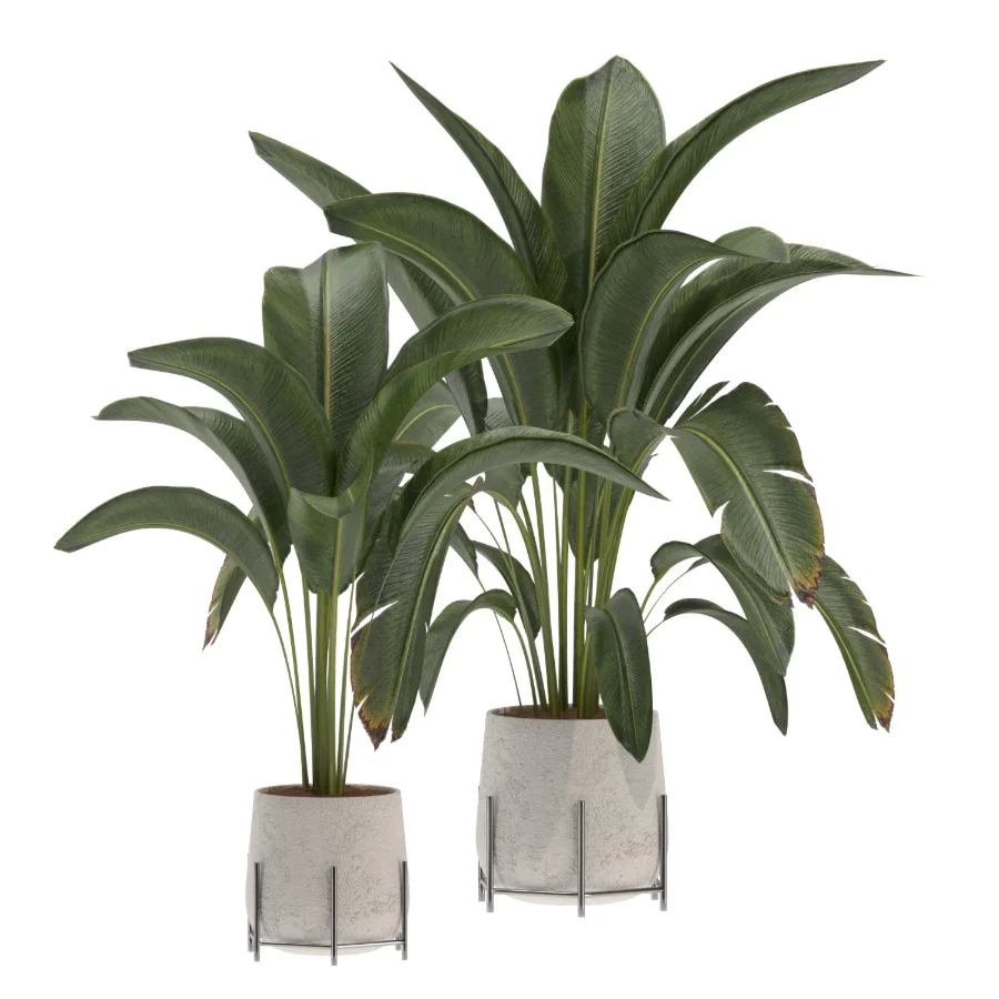 indoor-plant-017 - Image 1