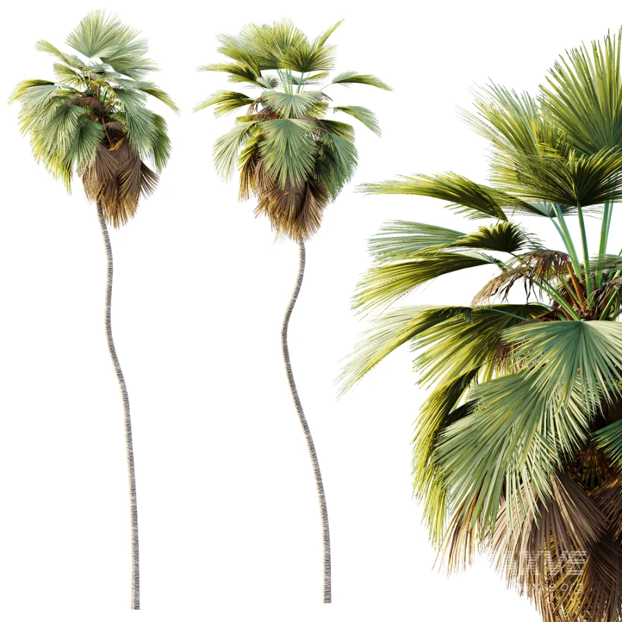AV Plant Pritchardia Pacifica Palm Tree 01 - Image 2