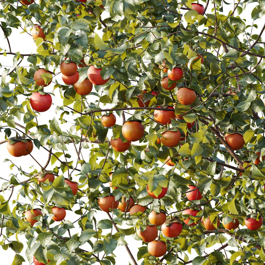 AV Plant Diospyros Kaki Persimmon Fruit Tree 01 - Image 1