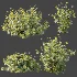 AV Plant Bush Tormentil Potentilla Erecta 01 - Thumbnail 7