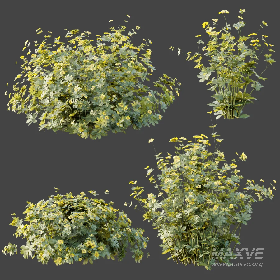 AV Plant Bush Tormentil Potentilla Erecta 01 - Image 7