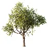 AV Plant Pear Pyrus Communis Fruit Tree 01 - Thumbnail 3