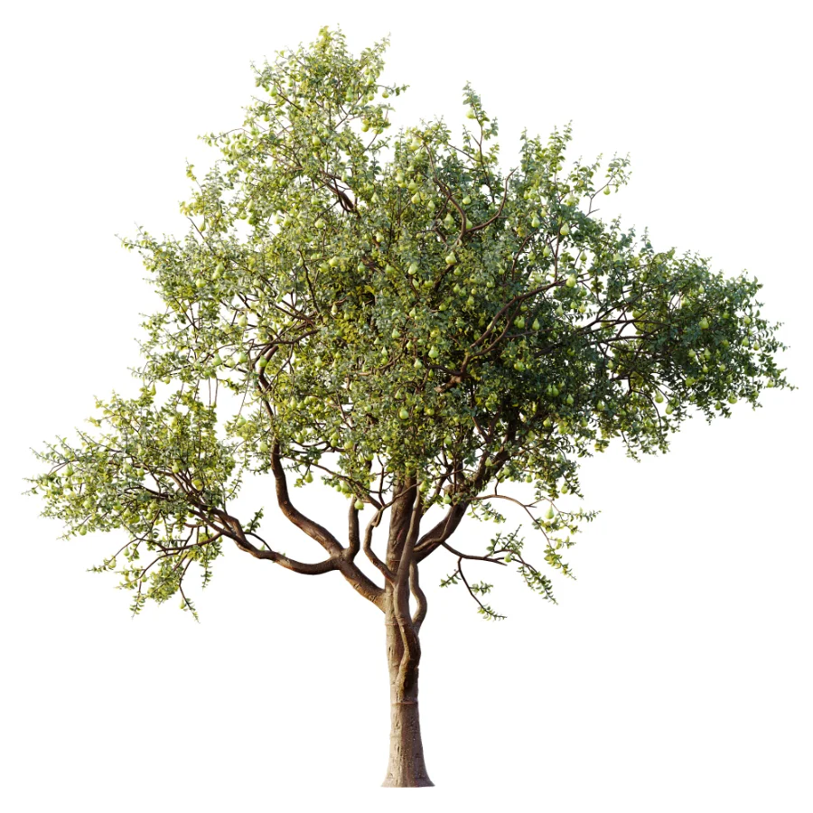 AV Plant Pear Pyrus Communis Fruit Tree 01 - Image 3