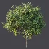 AV Plant Citrus Meyer Lemon Fruit Tree 01 - Thumbnail 7