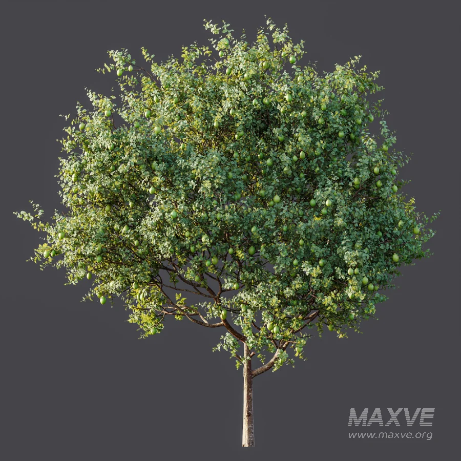 AV Plant Citrus Meyer Lemon Fruit Tree 01 - Image 7