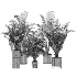 indoor-plant-023 - Thumbnail 3