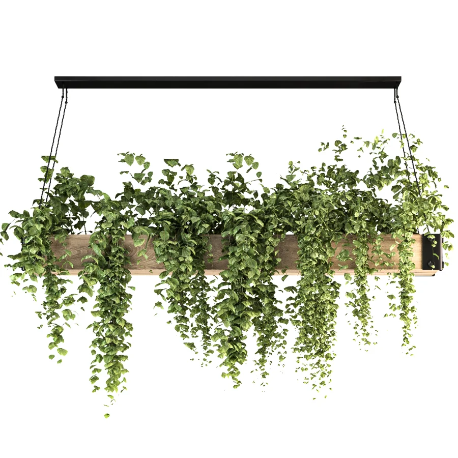 Hanging Plant 05 - Image 4