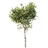 AV Plant Citrus Meyer Lemon Fruit Tree 01 - Thumbnail 3