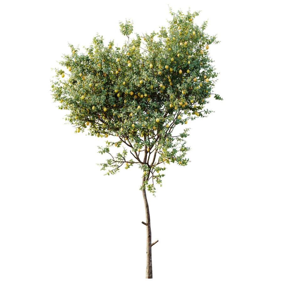 AV Plant Citrus Meyer Lemon Fruit Tree 01 - Image 3