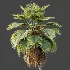 AV Plant Pritchardia Pacifica Palm Tree 01 - Thumbnail 3