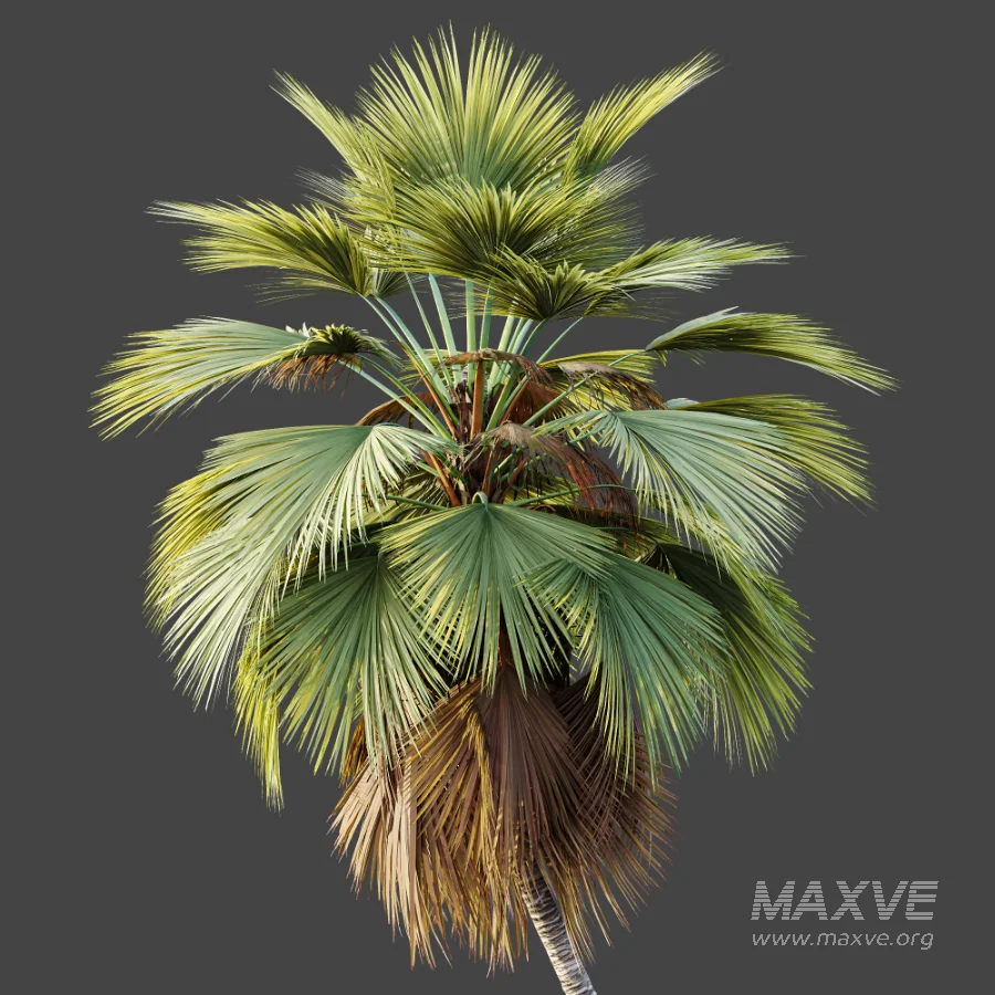 AV Plant Pritchardia Pacifica Palm Tree 01 - Image 3