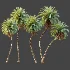 AV Plant Phoenix Sylvestris Palm Tree 01 - Thumbnail 6