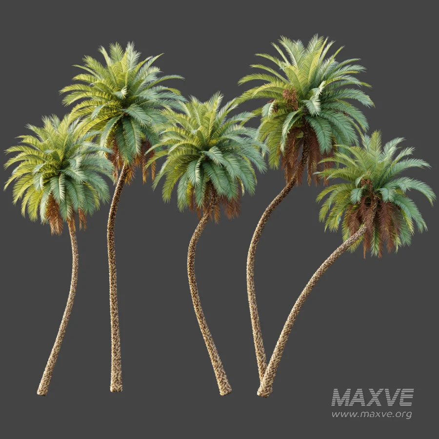 AV Plant Phoenix Sylvestris Palm Tree 01 - Image 6