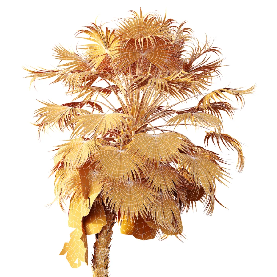 AV Plant Acoelorrhaphe Wrightii Palm Tree 01 - Image 10