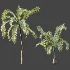 AV Plant Areca Catechu 6 Palm Trees 02 - Thumbnail 9