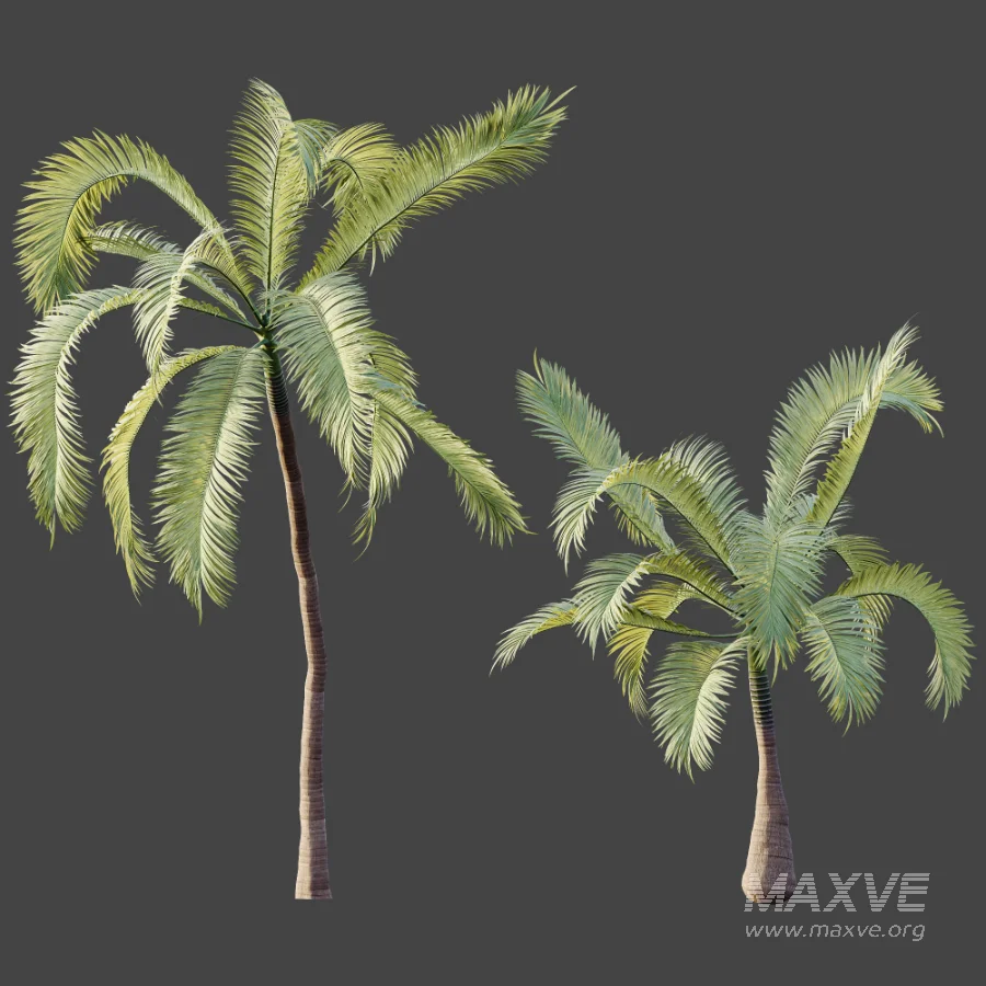 AV Plant Areca Catechu 6 Palm Trees 02 - Image 9