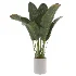 indoor-plant-007 - Thumbnail 1