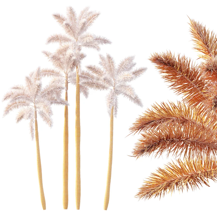 AV Plant Roystonea Regia Palm Tree 01 - Image 7