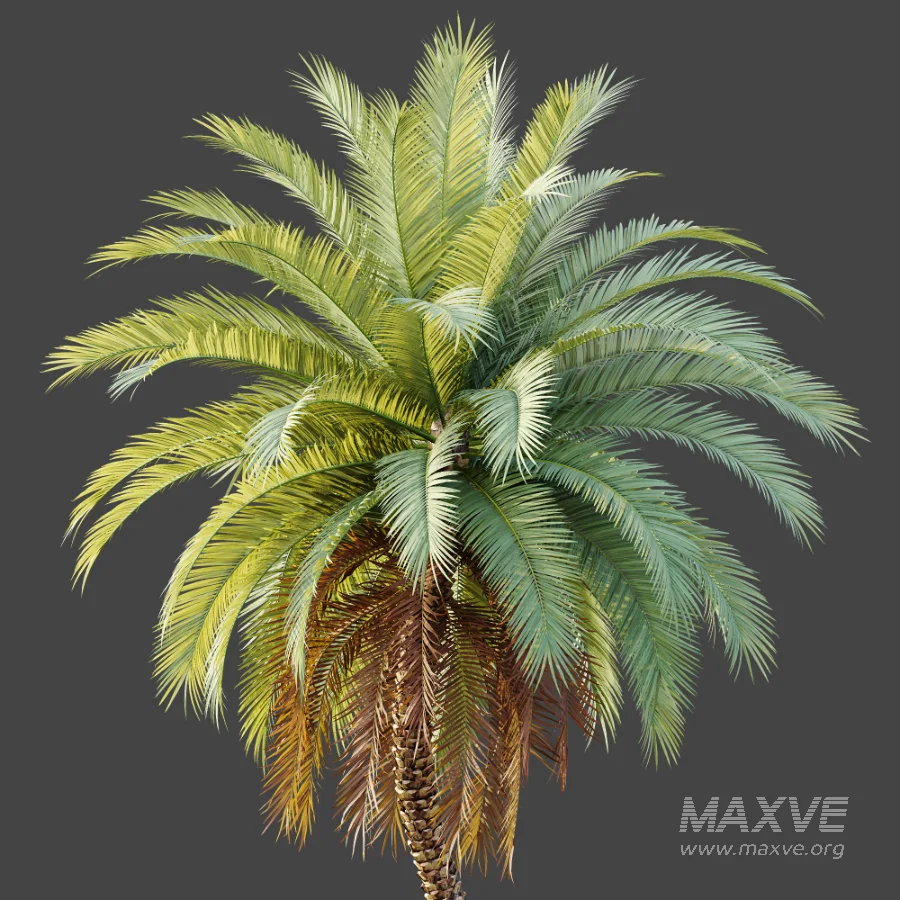 AV Plant Phoenix Sylvestris Palm Tree 01 - Image 4