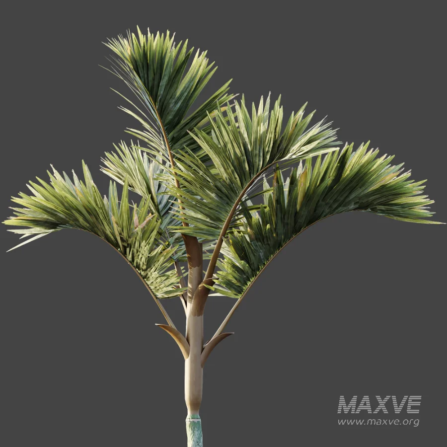 AV Plant Cyrtostachys Renda Palm Tree 03 - Image 8